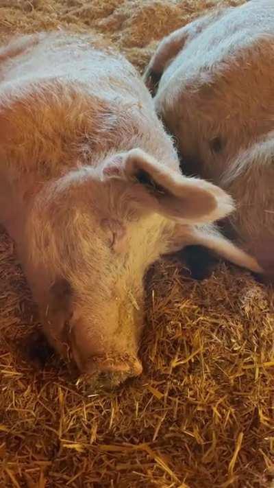 Our favorite part of sanctuaries will always be the friendships between rescued animals, like Amelia and Curly🥺 They’re always found spooning❤️ (Woodstock Farm Sanctuary)