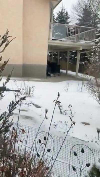 Had some cute visitors in my backyard in the NW this morning!