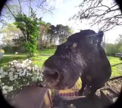 Moopy awaits at the door