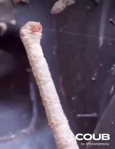 Someone found a prehistoric Long Neck!