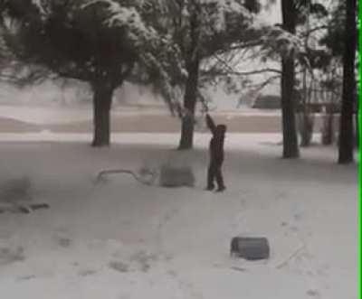 Imagine annoying a tree so much it bitchslaps you like a pimp.