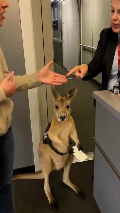 this emotional support kangaroo video is going viral on social media, and many people believe it’s real, but it’s actually AI