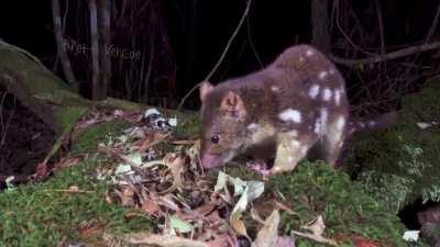 Tiger quolls, native to eastern Australia, are the world's second largest extant carnivorous marsupials, behind the Tasmanian devil. After female quolls give birth, it takes nearly 70 days for their young to finally open their eyes. This is a video of a t