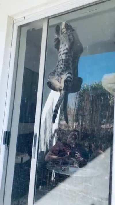 Turned a screen door into kitty rock climbing