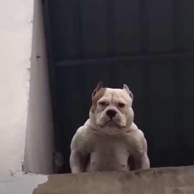 ngl. taking names for this chonk!