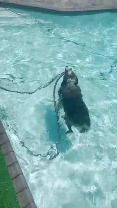 Pool cleaning Aussie