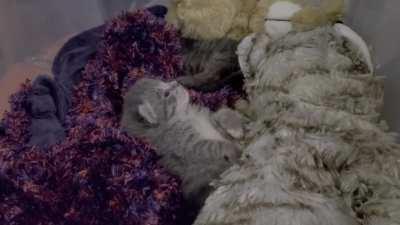 Foster Hazel learning to groom.