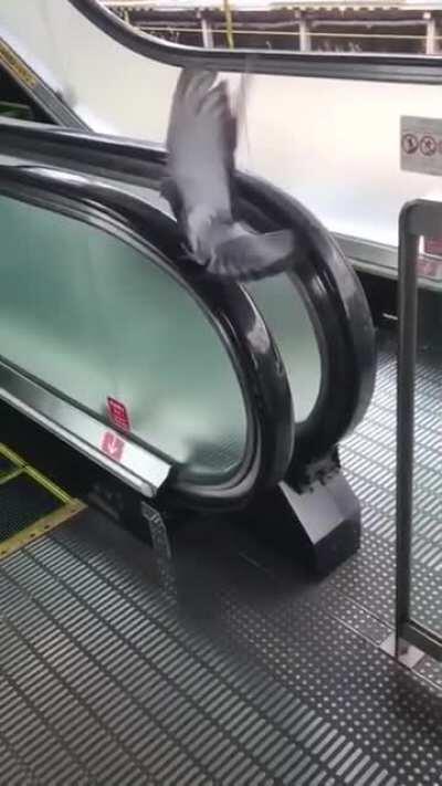 He's tryin....he keeps tryin.