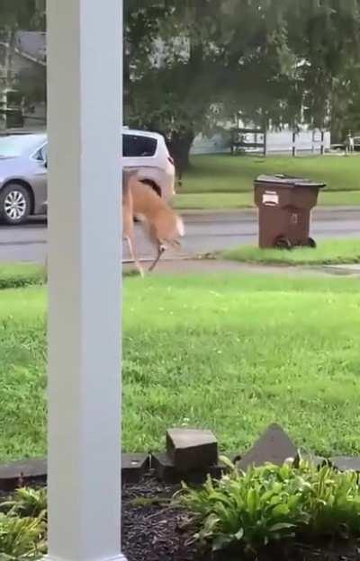 Canadian gang violence