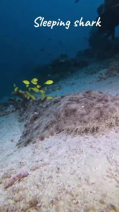 Sleeping Wobbegong Shark