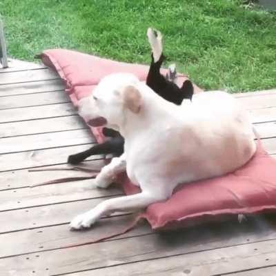 A farm dog and his kid.