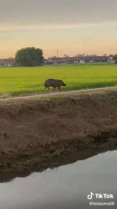 Inosuke looking for Komaboro Gonpachiro