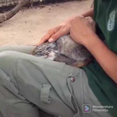 Погладь Кота!