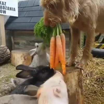 Dog feeding other animals