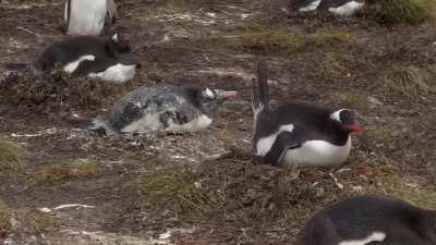 Projectile Excrement Inbound