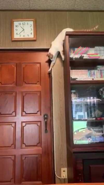 The cat has a very clear logic. I'm shocked