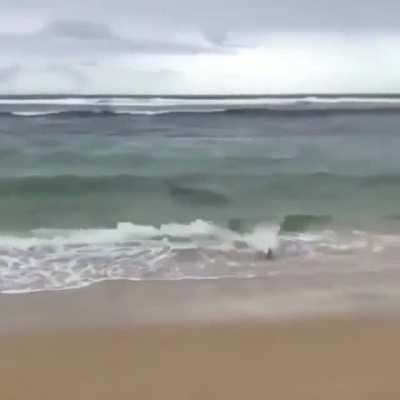 The seals reaction when he just wanted a fish