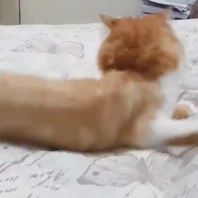 Gotta catch that stupid tail!