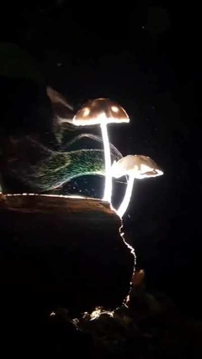 Mushrooms releasing millions of microscopic spores into the wind to propagate.