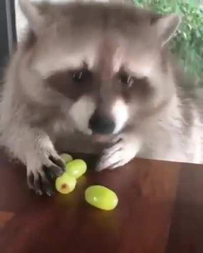 Don't touch my grapes!