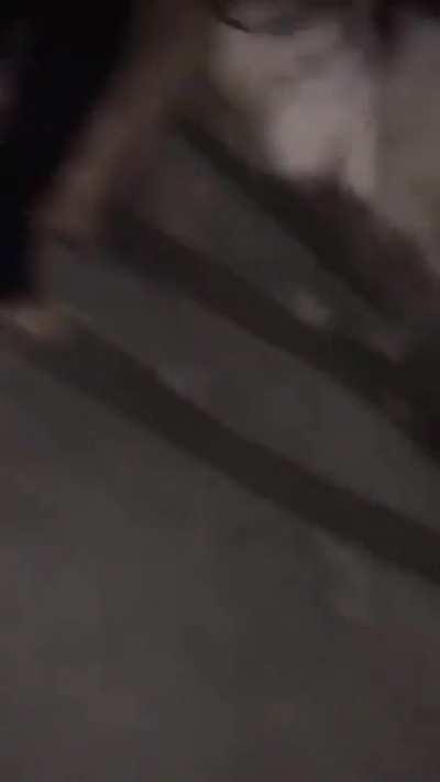 See that randy? A shitfight. (Nsfl)