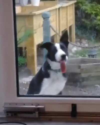 Пëс, где лису потерял?