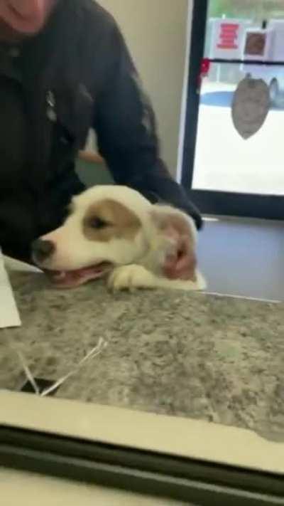 Shelter Pupper adopts a new human!