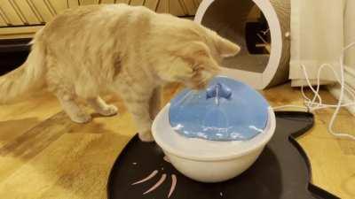 Set up a new water fountain and Milo tried to “catch” the water for 15 minutes