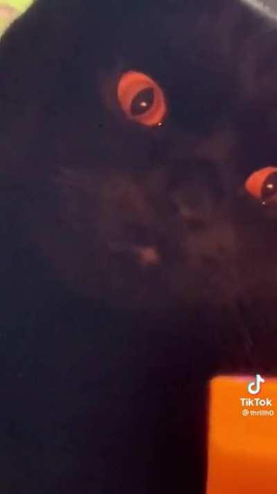 Sauron Kitty (link to the original in the comments)