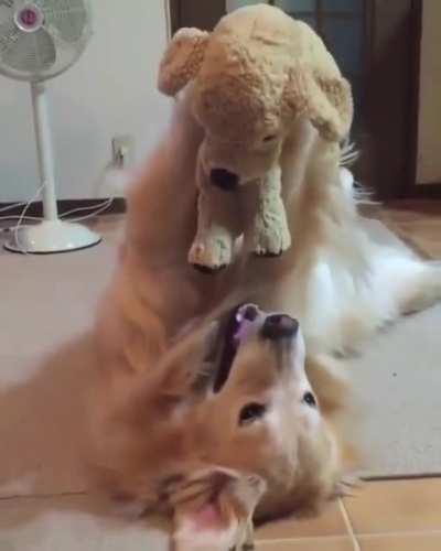Golden retriever playing with his toy doggo.