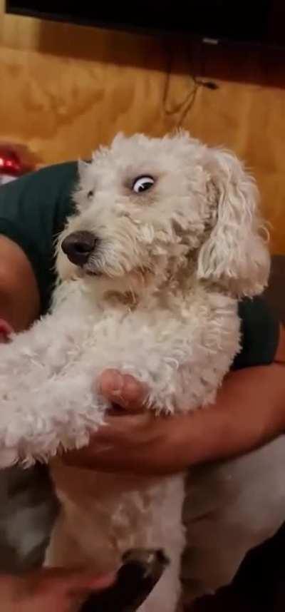 The face when you get trimmed