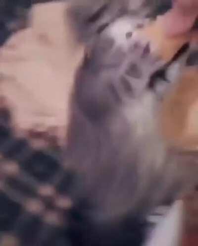 El gato parece que no comió hace 3 días