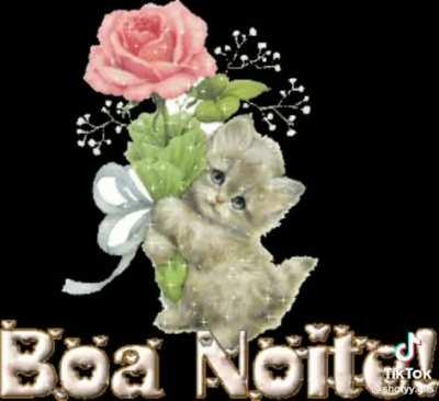Boa noite gatos