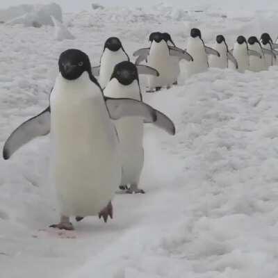 What aww! needs...MORE PENGUINS!!!