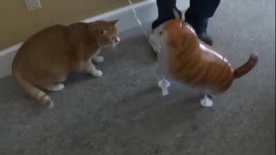 TwIsTeD bAsTaRd CaTfIsHeS a CaT tHeN rEcOrDs A mUrDeR