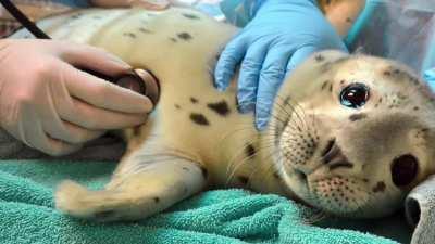 You’ve likely just seen the most vile thing imaginable, take a break & look at this seal.