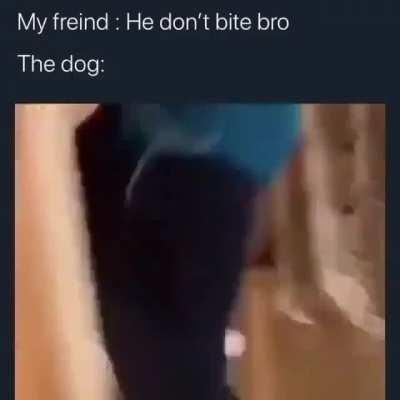 The dog don’t bite
