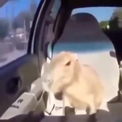capivara na carona do carro.