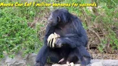 5 Reasons Why Monke Should Win