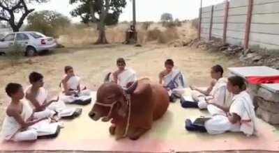 A cow happily camps in the middle of a group of Patashala Vidyarthis chanting Shukla Yajurvedam and patiently listens to them without disturbing anything.