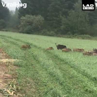 No escaping the harvester