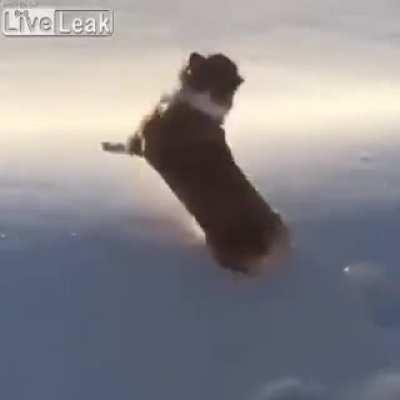 Day 98, dog skydiving
