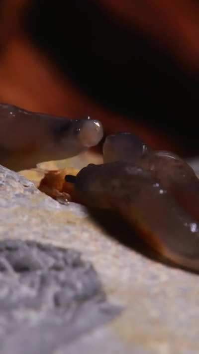 Slugs aren't totally peaceful critters, they can fight for food by 