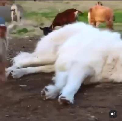 Baby goats terrorize sleeping dog