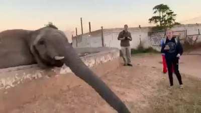 Standing too close to an elephant