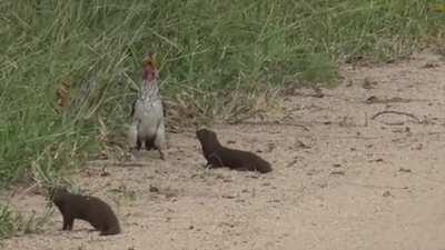 A mongoose pretending to play dead when it encounters an African hornbill