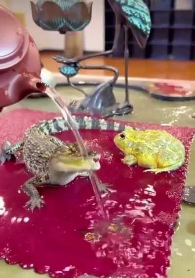 Baby gator in a moment of bliss