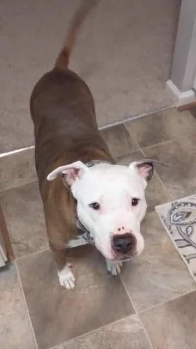 Flower's new trick, Kanga