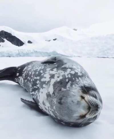 a cute seal talking in its sleep