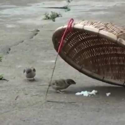This bird risking its life to feed a fellow bird.